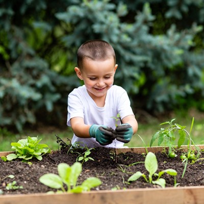 Boy planting seedlings in garden