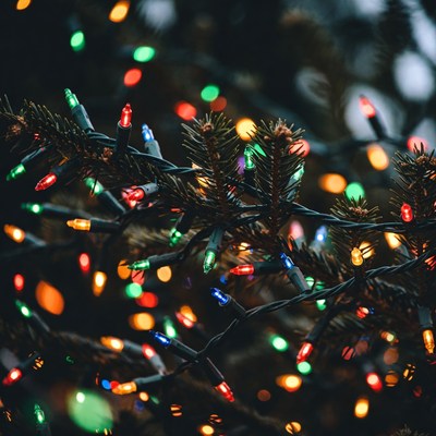Colorful Christmas Lights on Pine Branches