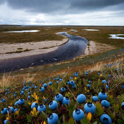 Blueberries on tundra landscape