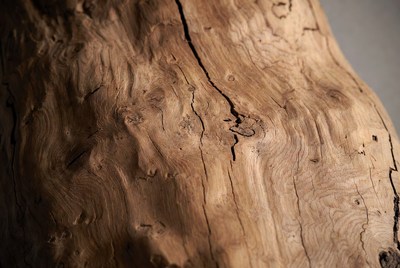Close-up of textured wood grain
