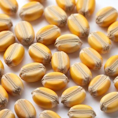 Yellow corn kernels on white background
