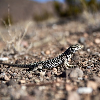 Zebra-tailed lizard on desert ground