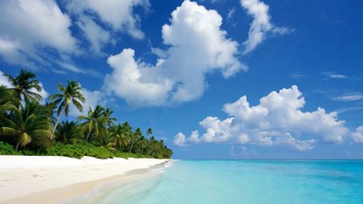 Tropical beach with palm trees