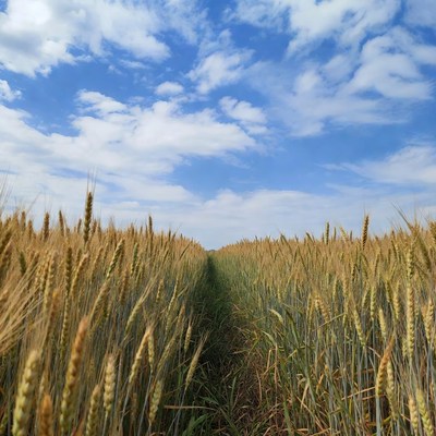 Wheat Field Path Under Blue Sky