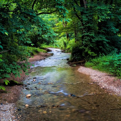 Forest Stream Flowing Through Lush Greenery