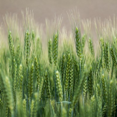 Green Wheat Field Closeup