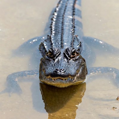 Alligator in shallow muddy water