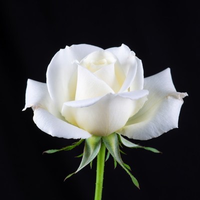 White Rose on Black Background