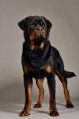 Rottweiler standing on gray background