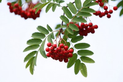 Red Mountain Ash Berries on Branch