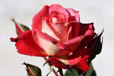 Pink rose with water droplets