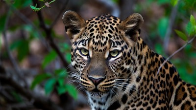 Leopard staring in green foliage