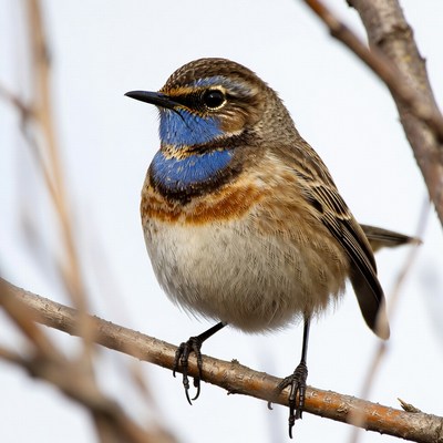 Whistling Thrush perched on branch
