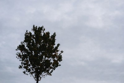 Silhouette of tree against cloudy sky