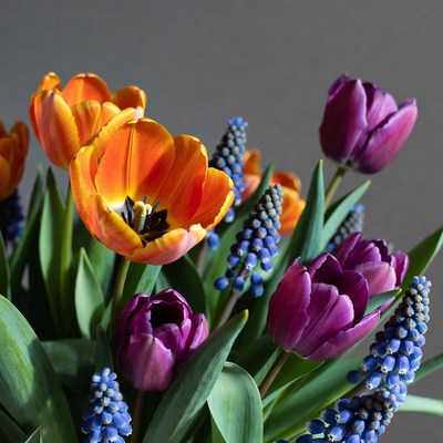 Orange and Purple Tulips with Hyacinths