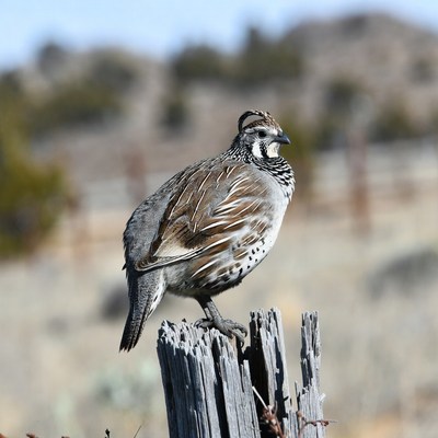 Gambel's Quail on weathered post