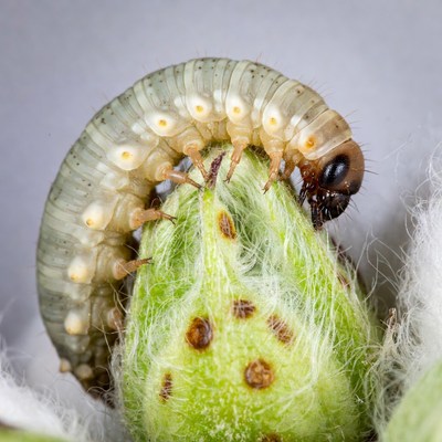 Caterpillar Eating Cotton Boll