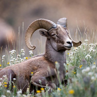 Bighorn sheep with large horns