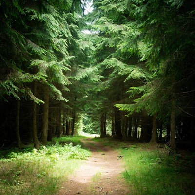 Forest path through tall fir trees
