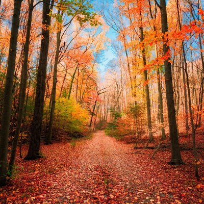 Autumn Forest Path with Colorful Trees
