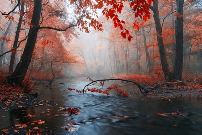 Autumn Forest with Red Leaves and Stream