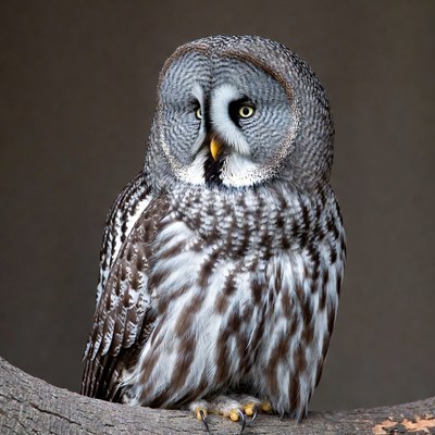 Great Gray Owl on branch
