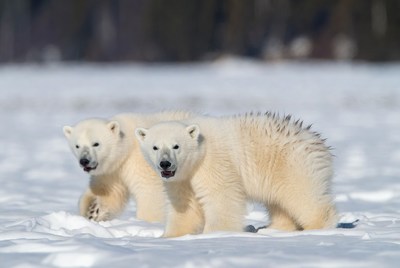 Two polar bear cubs walking in snow