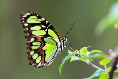 Green Birdwing Butterfly on Leaf