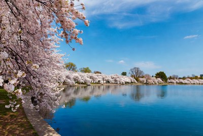 Cherry Blossoms Blooming Around Lake