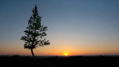 Silhouette pine tree at sunset
