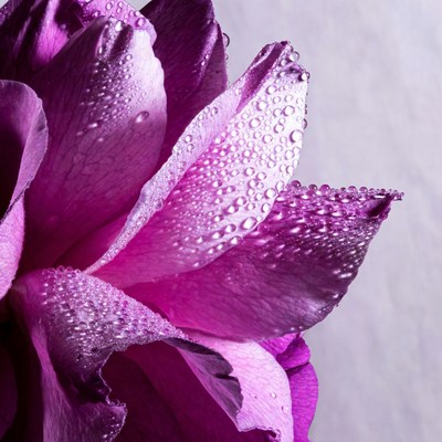 Purple Tulip with Water Droplets