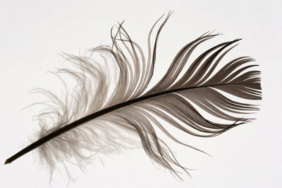 Gray feather on white background