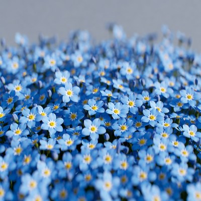 Close-up of blue forget-me-not flowers
