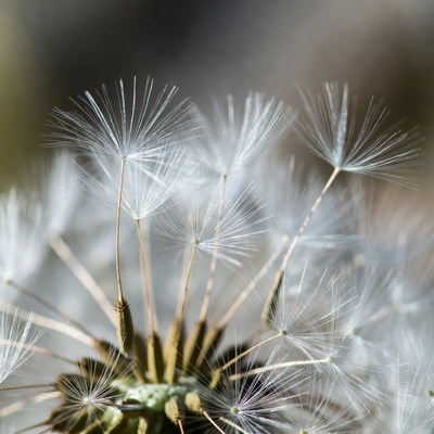 Closeup of dandelion seed head