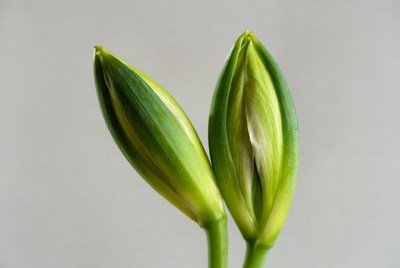 Two Green Lily Buds