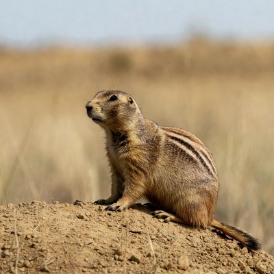 Ground squirrel on dirt mound