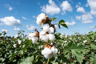 Cotton Bolls in Field