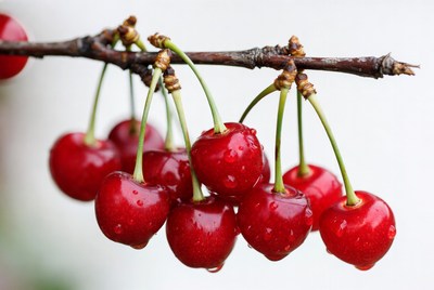 Ripe red cherries hanging on branch
