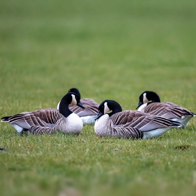 Canada Geese Standing on Grass
