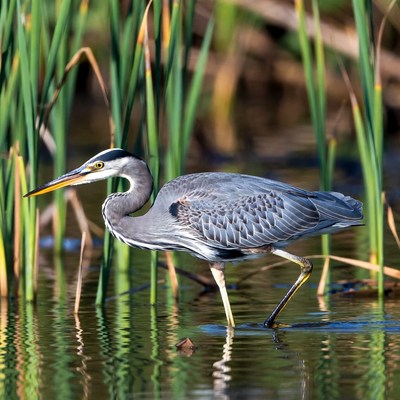 Great Blue Heron in Marsh