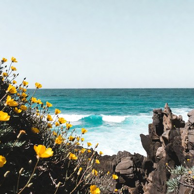 Yellow flowers overlooking ocean waves