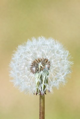 Closeup of white dandelion flower
