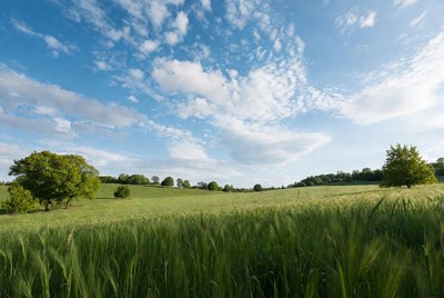 Green Wheat Field Under Blue Sky