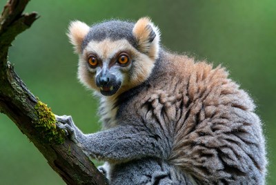 Ring-tailed lemur on tree branch