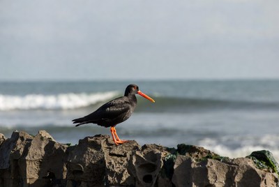 Black Skimmer bird on rocky beach