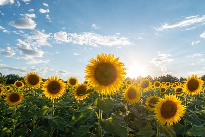 Sunflower Field at Sunset