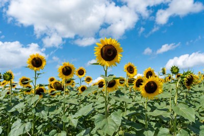 Sunflower Field Under Blue Sky