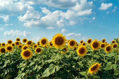 Sunflower Field Under Blue Sky