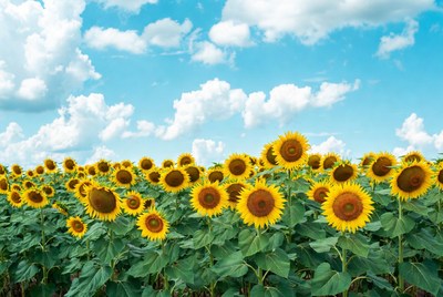 Sunflower Field Under Blue Sky