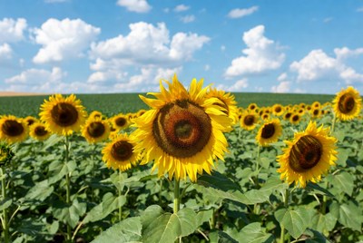 Sunflower Field Under Blue Sky